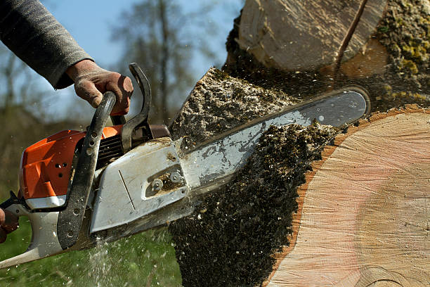 Best Best Tree Removal Services  in Southern Gateway, VA